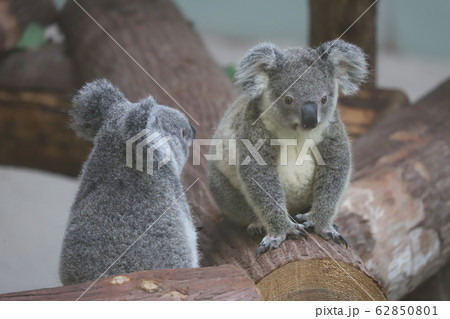 コアラ 62850801