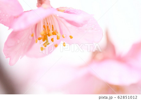 河津桜 河津桜 62851012
