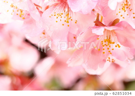 河津桜 62851034
