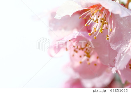 河津桜 河津桜 62851035