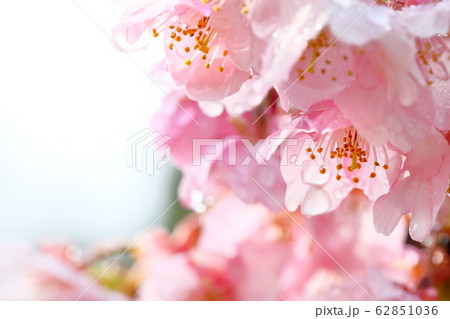 河津桜 河津桜 62851036