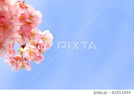 河津桜 河津桜 62851044