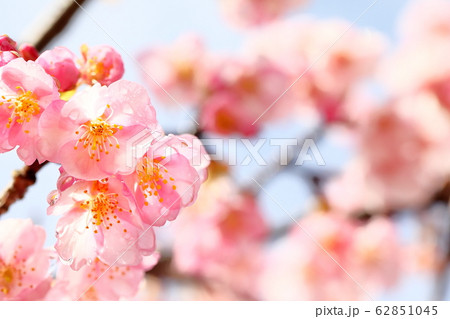 河津桜 河津桜 62851045