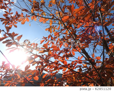 秋が深まりとともに真紅に染まる楓林は、日本人の心に染み入ってくる光景である。 秋が深まりとともに真紅に染まる楓林は、日本人の心に染み入ってくる光景である。 62851120