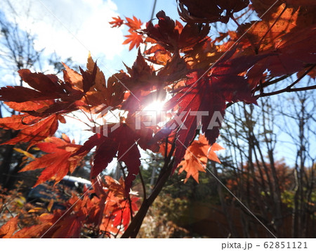 秋が深まりとともに真紅に染まる楓林は、日本人の心に染み入ってくる光景である。 62851121