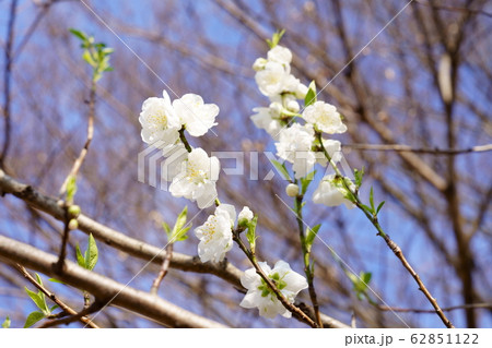 花モモ 花モモ 62851122