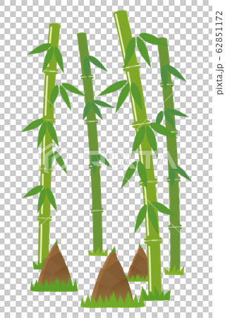 竹筍 竹筍 62851172