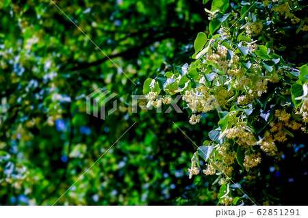 満開のリンデンフラワーの写真素材