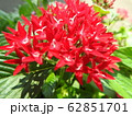 ペンタスの花言葉は願いがかなう。星を思わせる花の姿からついたもの。大切な人への贈り物としてピッタリ。 62851701