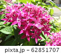 ペンタスの花言葉は願いがかなう。星を思わせる花の姿からついたもの。大切な人への贈り物としてピッタリ。 62851707