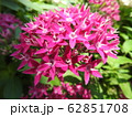 ペンタスの花言葉は願いがかなう。星を思わせる花の姿からついたもの。大切な人への贈り物としてピッタリ。 62851708