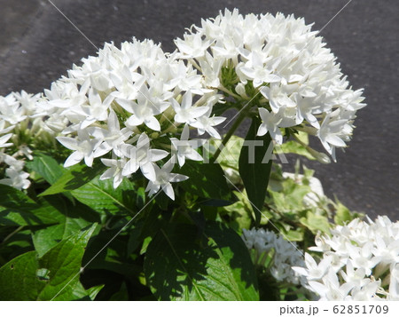 ペンタスの花言葉は願いがかなう。星を思わせる花の姿からついたもの。大切な人への贈り物としてピッタリ。 ペンタスの花言葉は願いがかなう。星を思わせる花の姿からついたもの。大切な人への贈り物としてピッタリ。 62851709
