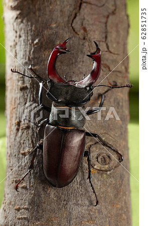 Stag Beetle climbing on tree Stag Beetle climbing on tree 62851735