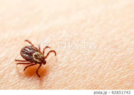 Mite parasite dangerous bloodsucker 62851742