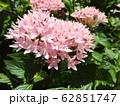 ペンタスの花言葉は願いがかなう。星を思わせる花の姿からついたもの。大切な人への贈り物としてピッタリ。 62851747