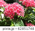 ペンタスの花言葉は願いがかなう。星を思わせる花の姿からついたもの。大切な人への贈り物としてピッタリ。 62851748