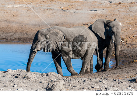 Two Male Elephants Drinking from a water hole. 62851879