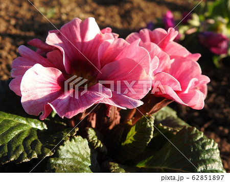 プリムラは冬に咲く貴重な花である。花言葉は、「運命を開く」であり、大切な人への贈りものに最適。 プリムラは冬に咲く貴重な花である。花言葉は、「運命を開く」であり、大切な人への贈りものに最適。 62851897