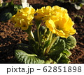 プリムラは冬に咲く貴重な花である。花言葉は、「運命を開く」であり、大切な人への贈りものに最適。 62851898