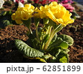 プリムラは冬に咲く貴重な花である。花言葉は、「運命を開く」であり、大切な人への贈りものに最適。 62851899