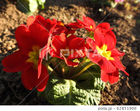 プリムラは冬に咲く貴重な花である 花言葉は 運命を開く であり 大切な人への贈りものに最適 の写真素材