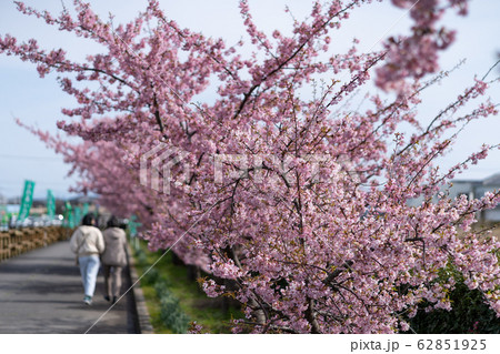 写真素材: さくら並木 62851925