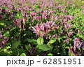 ホトトギスの花言葉は「永遠にあなたのもの」。地味ながら野趣あふれる代表的な秋の山野草である。 62851951