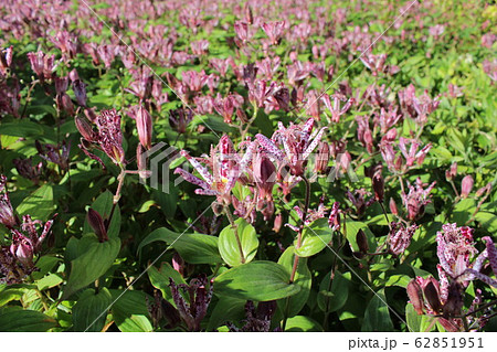 ホトトギスの花言葉は 永遠にあなたのもの 地味ながら野趣あふれる代表的な秋の山野草である の写真素材