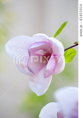 Spring blooming magnolia tree flowers Spring blooming magnolia tree flowers 62852014