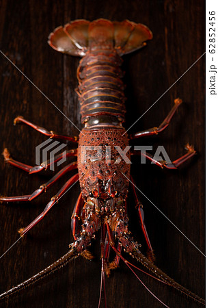 伊勢海老 62852456