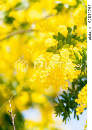 【東京都】アカシアの花 【東京都】アカシアの花 62852597