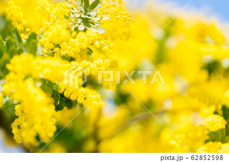 【東京都】アカシアの花 【東京都】アカシアの花 62852598