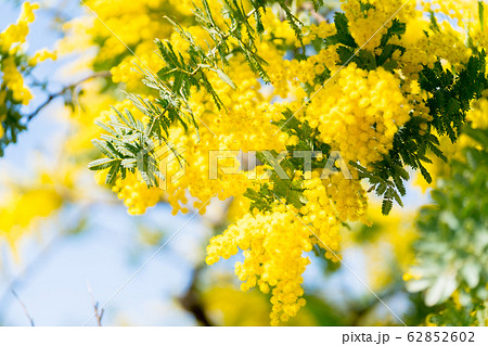 【東京都】アカシアの花 62852602