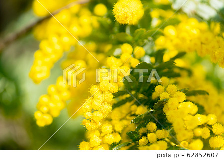 【東京都】アカシアの花 62852607