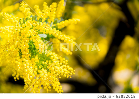 【東京都】アカシアの花 62852618