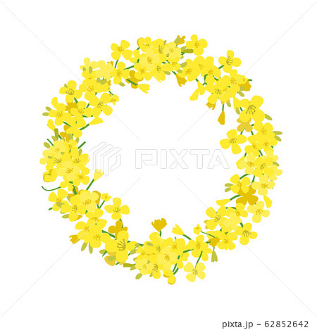 Canola wreath, Rapeseed garland blossom flowers card. Vector template. Flowering colza chaplet. Brassica napus crown. Blooming yellow rape. 62852642