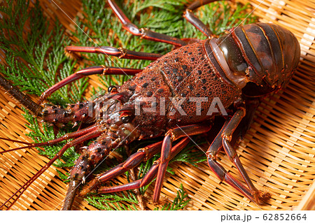 伊勢海老 62852664