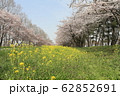 菜の花と桜 62852691