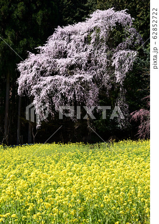 春の景色の定番　満開の桜と菜の花 62852722