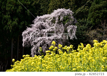 春の景色の定番 満開の桜と菜の花 春の景色の定番 満開の桜と菜の花 62852723