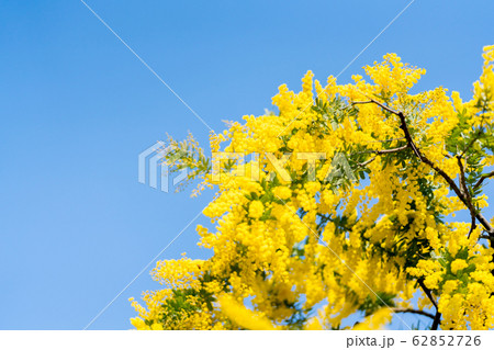 アカシアの花 アカシアの花 62852726