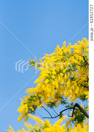 アカシアの花 62852727