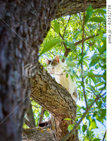 Young gray tabby cat sitting on green tree and sniffing trunk in spring sunny day. Cat outdoor. Pets in the nature. Domestic cat enjoys freedom outside the house Young gray tabby cat sitting on green tree and sniffing trunk in spring sunny day. Cat outdoor. Pets in the nature. Domestic cat enjoys freedom outside the house 62852736