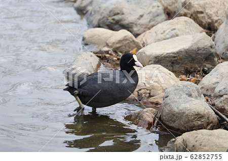 オオバン 62852755