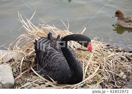 コクチョウ 62852972