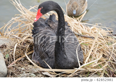 コクチョウ 62852981