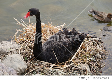 コクチョウ コクチョウ 62852984