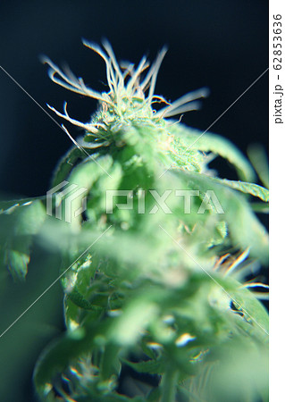 Close-up of the female flower of a cannabis plant 62853636