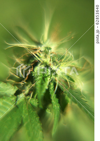Close-up of the female flower of a cannabis plant Close-up of the female flower of a cannabis plant 62853640