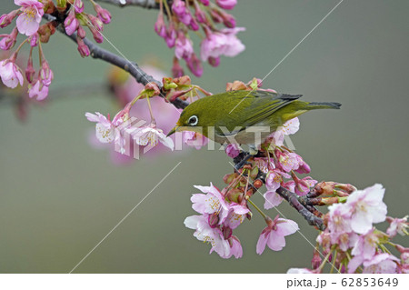 メジロと河津桜 メジロと河津桜 62853649